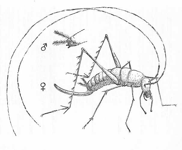 Drawing Speliacris tabulae by John Grindley[SASA]